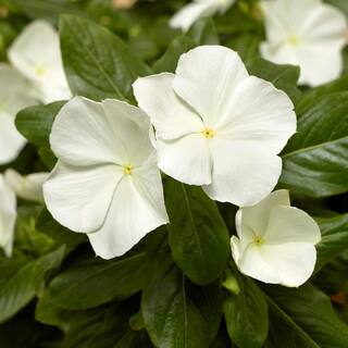 BELL NURSERY 4 in.White Vinca Annual Live Plant White Flowers (Pack of 6) VINCA4WHT6PK