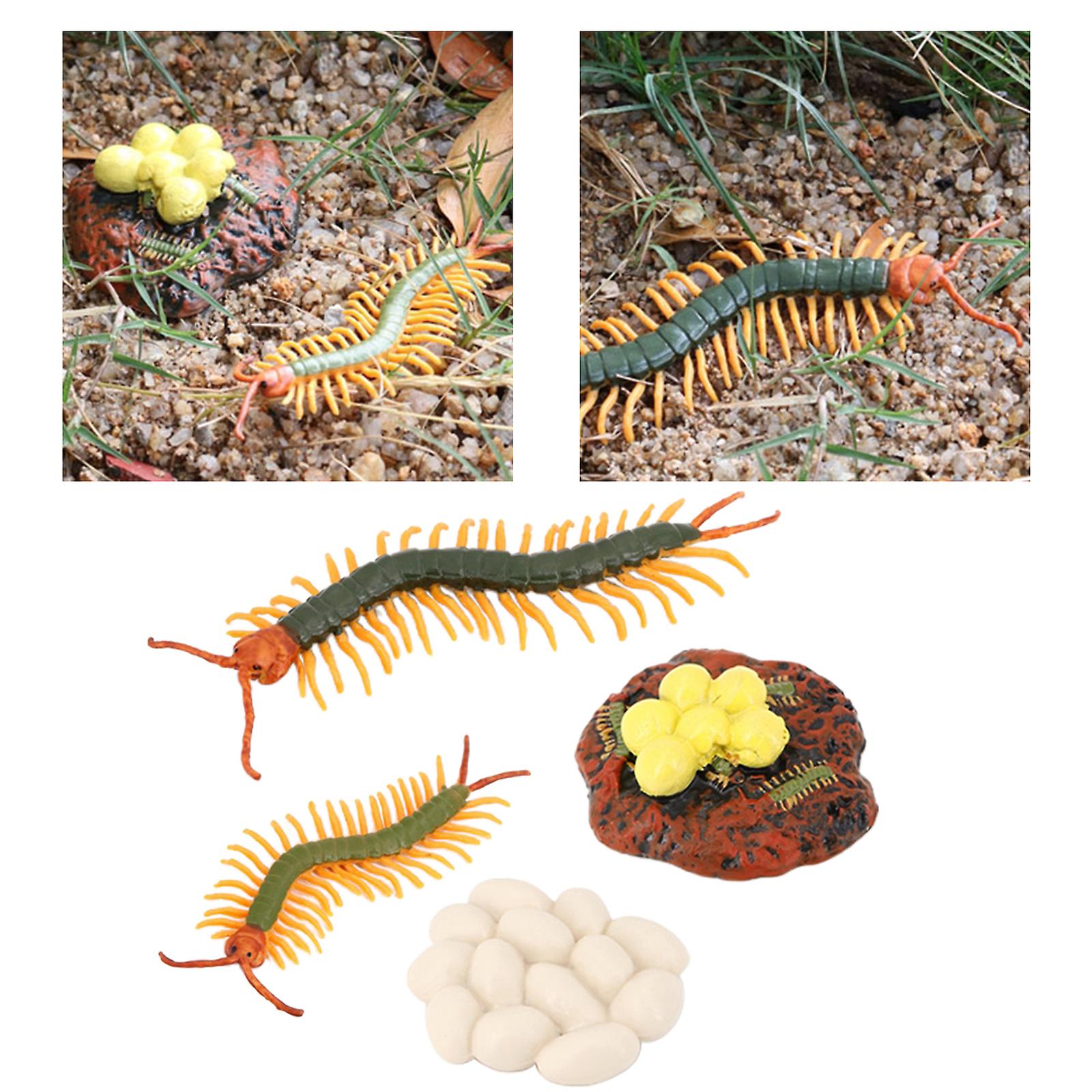 4 Stages Life Cycle Of Centipede Nature Insects Life Cycles Growth Model Game Prop Insect Animal Natural Toy