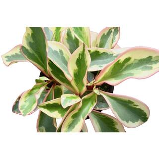 LIVELY ROOT 4 in. Peperomia Ginny Pepper Peperomia Clusiifolia Ginny Plant in Grower Pot LRGIN4