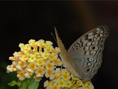 Classy Groundcovers - Lantana 'New Gold'  {25 Pots - 3 1/2 inch Square}