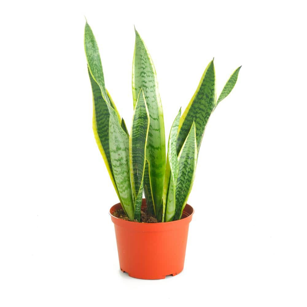 Shop Succulents Sansevieria Laurentii Snake Plant Live Indoor Plant Easy Care Air Purifying Tropical Houseplant in 6 in. Grower Pot 1-LAURENTII-6