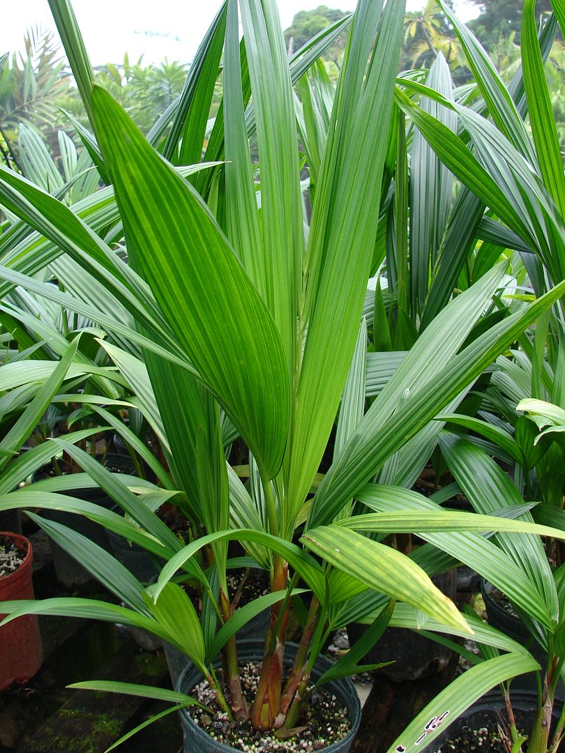 Wekiva Foliage - Red Lipstick Sealing Wax Palm - Live Plant in a 3 Gallon Growers Pot - Cyrtostachys Renda - Extremely Rare Ornamental Palms of Florida