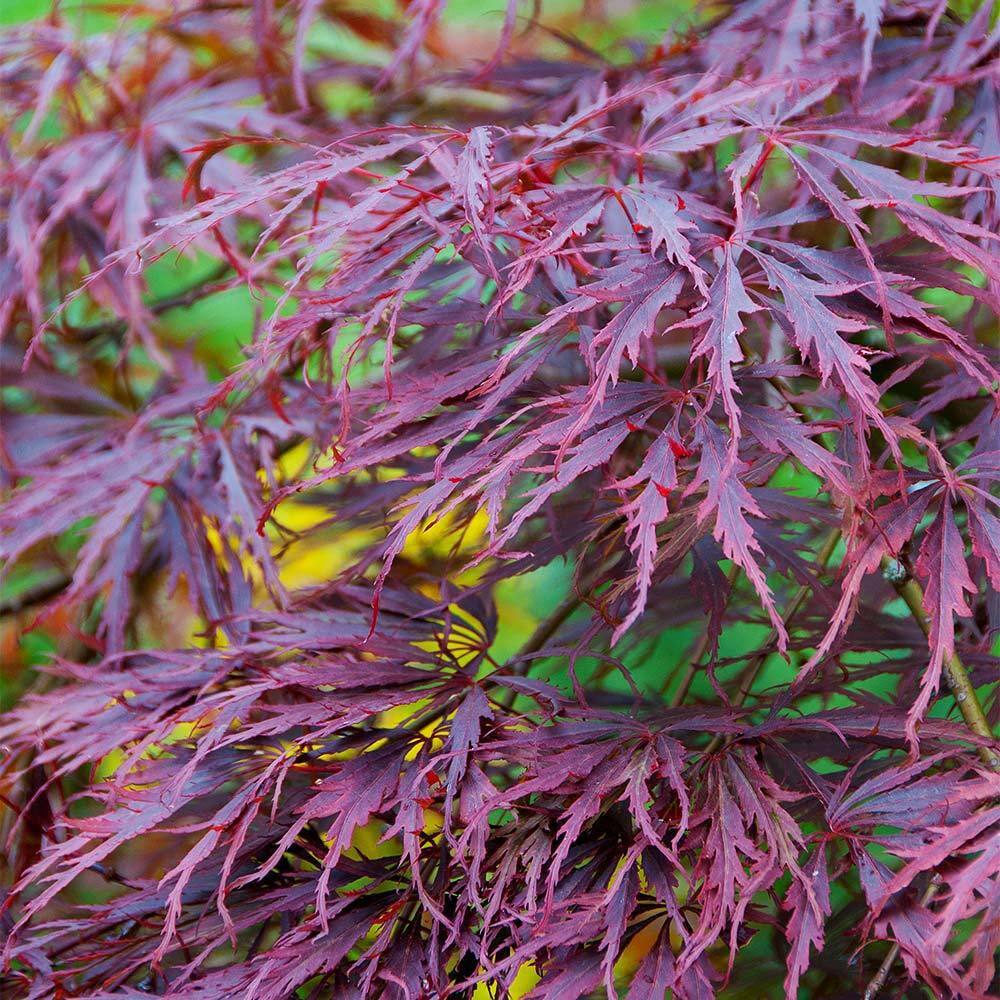 Brighter Blooms 2 Gal. 2 ft. to 3 ft. Tall Tamukeyama Japanese Maple MAP-JTM-23-2