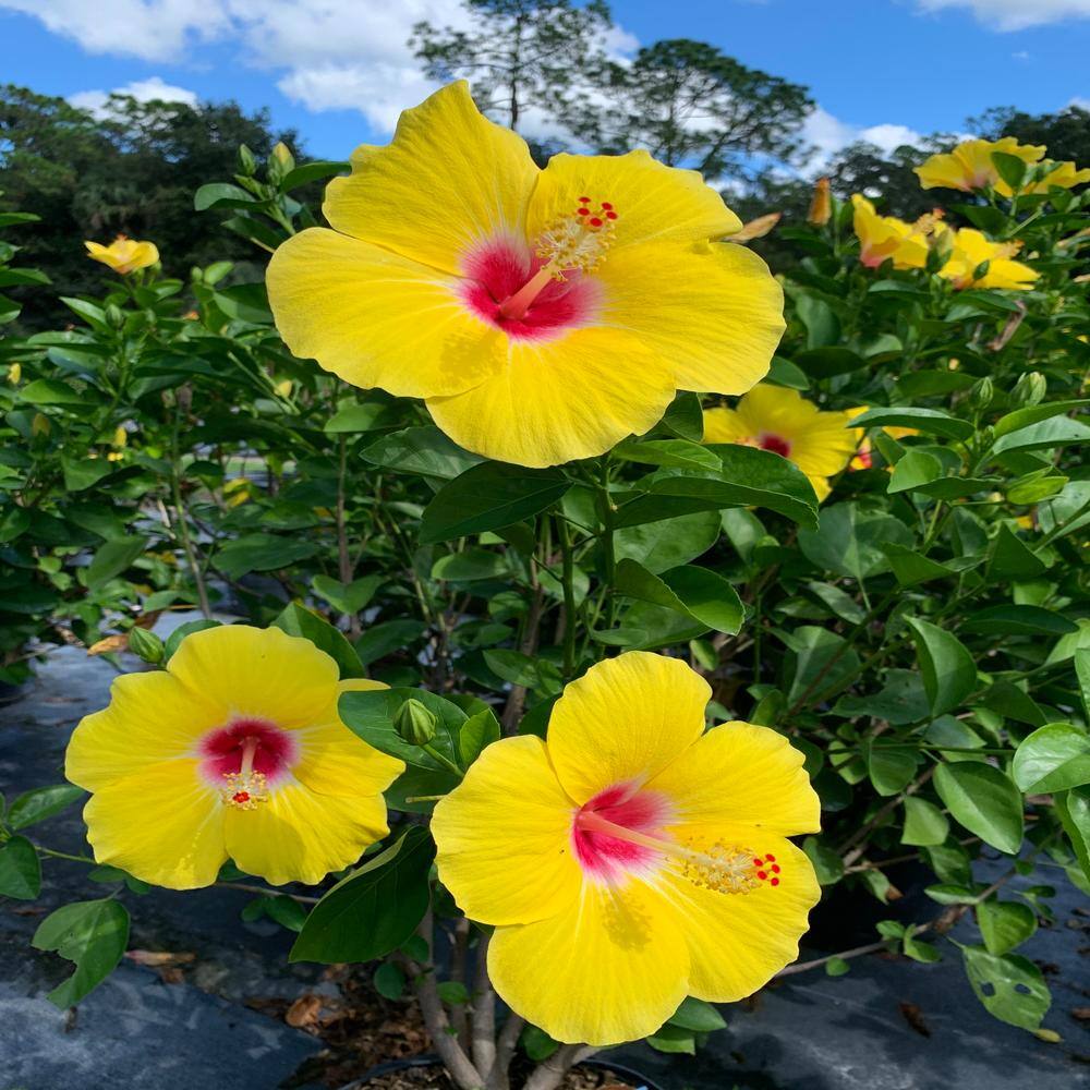 OnlinePlantCenter 3 Gal. Yellow Tropical Hibiscus with Yellow Flowers HIB0731G3