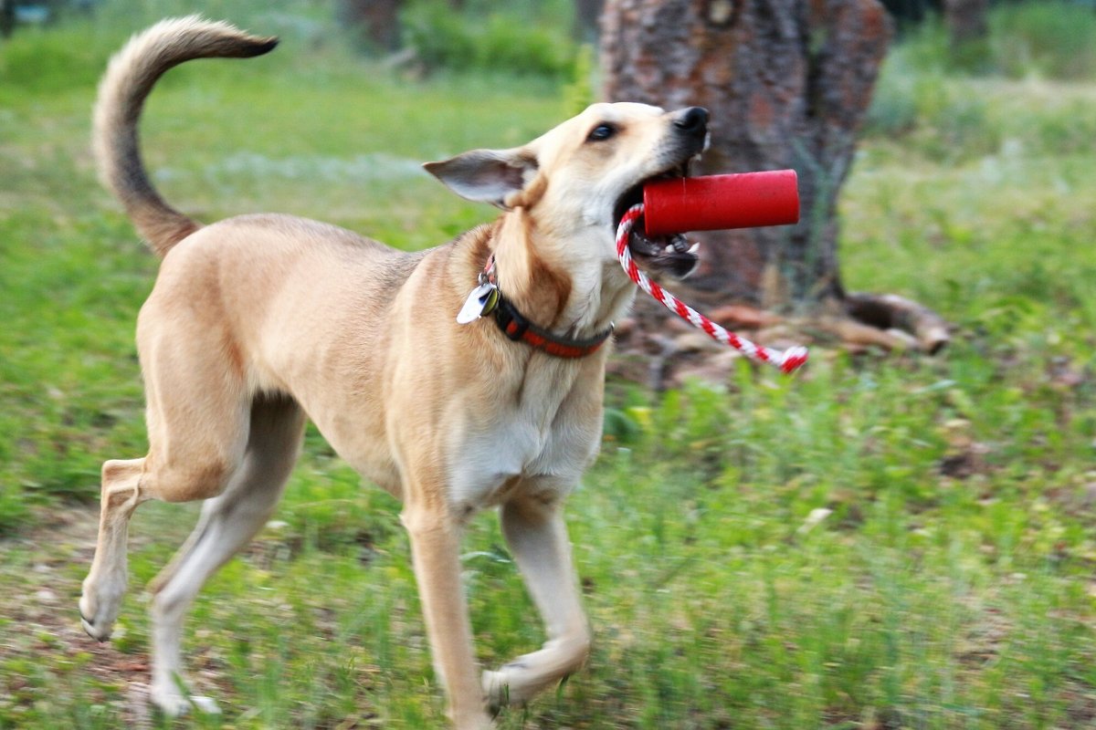 SodaPup Firecracker Rubber Floating Training Dummy Dog Toy