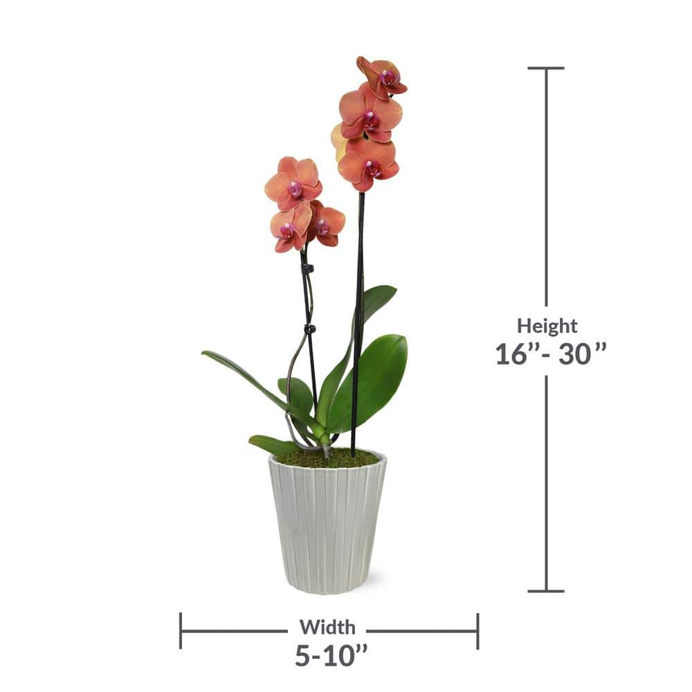 Just Add Ice Premium Orchid (Phalaenopsis) Salmon Plant in 5 in. Grey Ceramic Pottery J5018