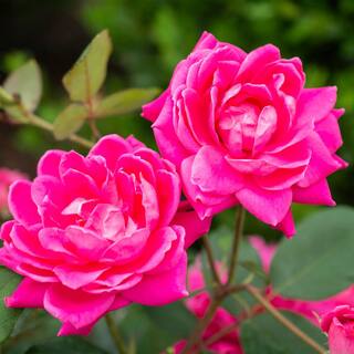 KNOCK OUT 1 Gal. Pink Double Knock Out Rose Bush with Pink Flowers 13155