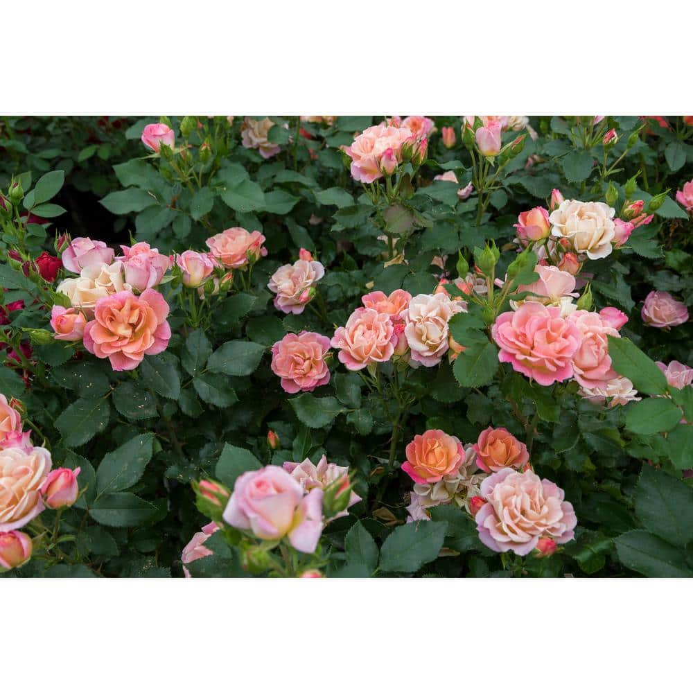 Sunblaze 2.5 In. Sunblaze Peach Mini Rose Bush with Orange-Pink Flowers (3-Pack) HD1614