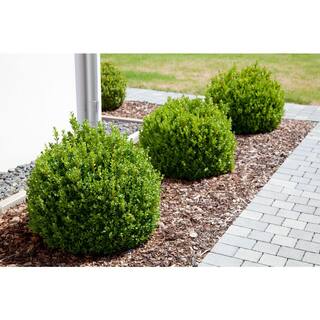 BELL NURSERY 2 Gal. Green Velvet Boxwood (Buxus) Live Evergreen Shrub BUXUS2GRE1PK