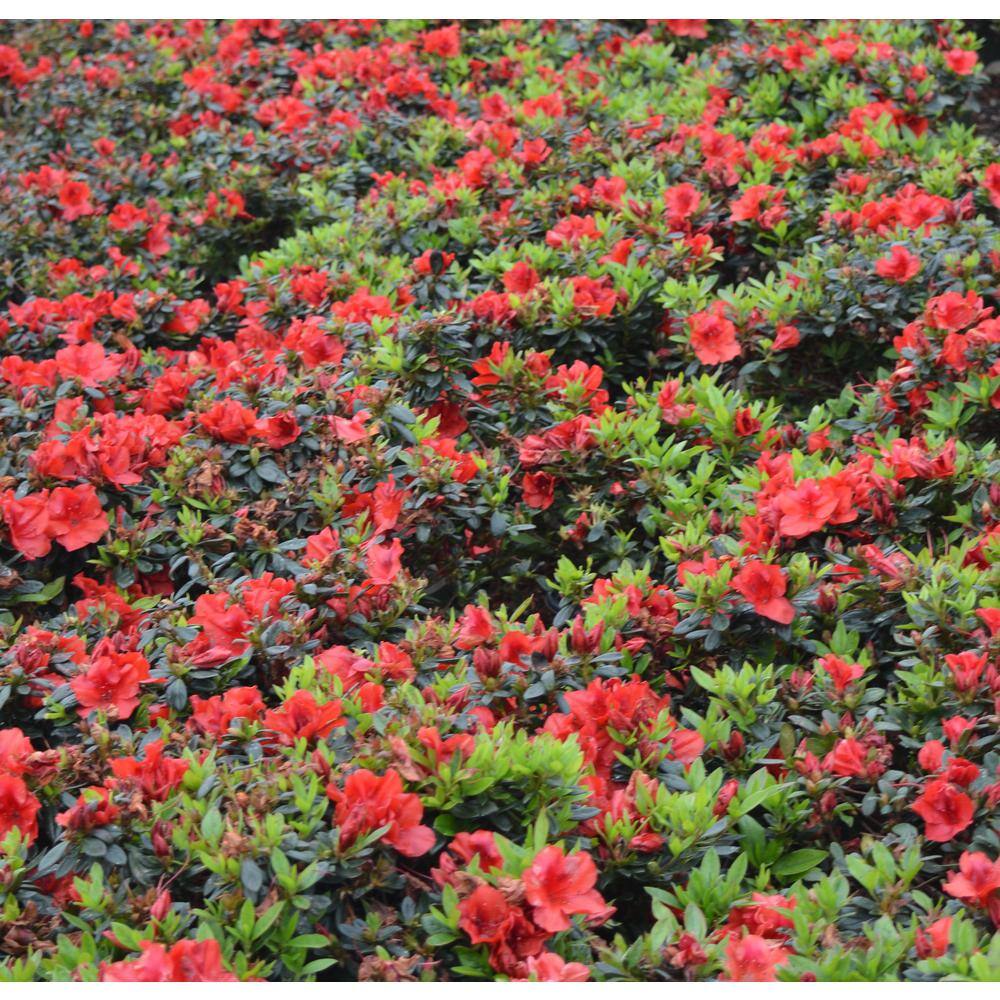 Vigoro 2 Gal. Echo Rojo Azalea Shrub with Dark Red Reblooming Flowers 10351