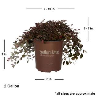 SOUTHERN LIVING 1.5 Gal. Purple Pixie Dwarf Weeping Loropetalum Groundcover Evergreen Shrub with Purple Foliage Pink Blooms 42052