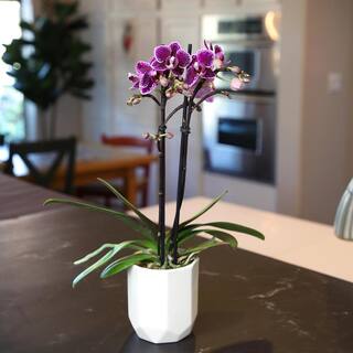 ALTMAN PLANTS 3.5 in. Purple Orchid (Phalaenopsis) Live House Plant in White Ceramic Pot 0873007