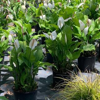 OnlinePlantCenter 3 Gal. Peace Lily (Spathiphyllum) Plant with White Flowers S5507G3