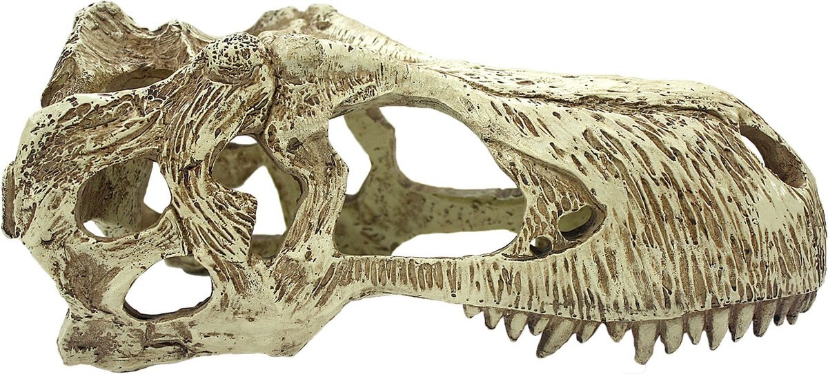 Komodo T-Rex Skull