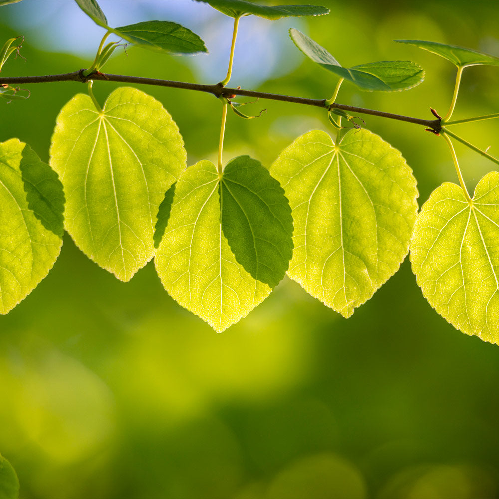 Katsura Tree