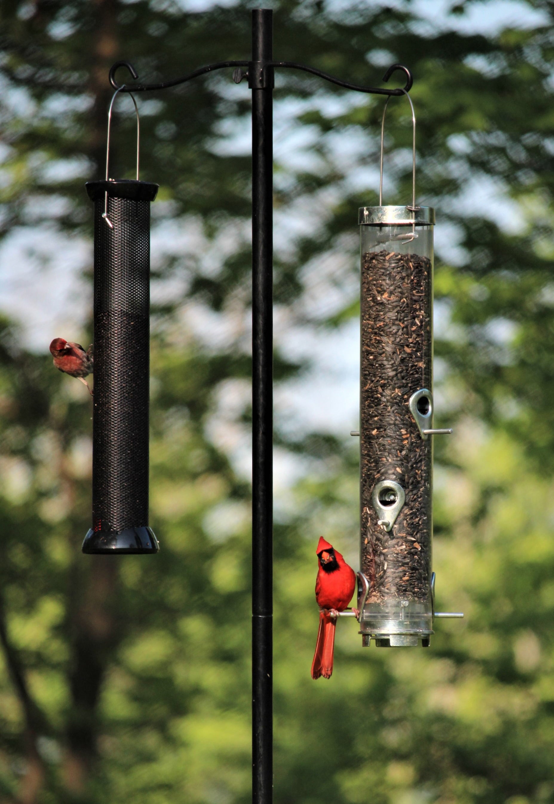 More Birds 78-inch Pole for Bird and Hummingbird Feeders， Black