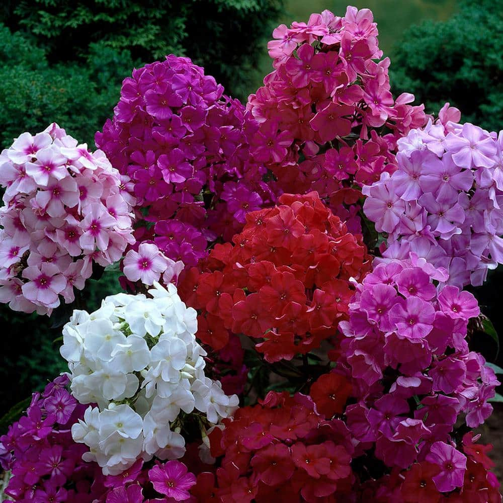 VAN ZYVERDEN Tall Phlox Mixed Roots (Set of 6) 83854