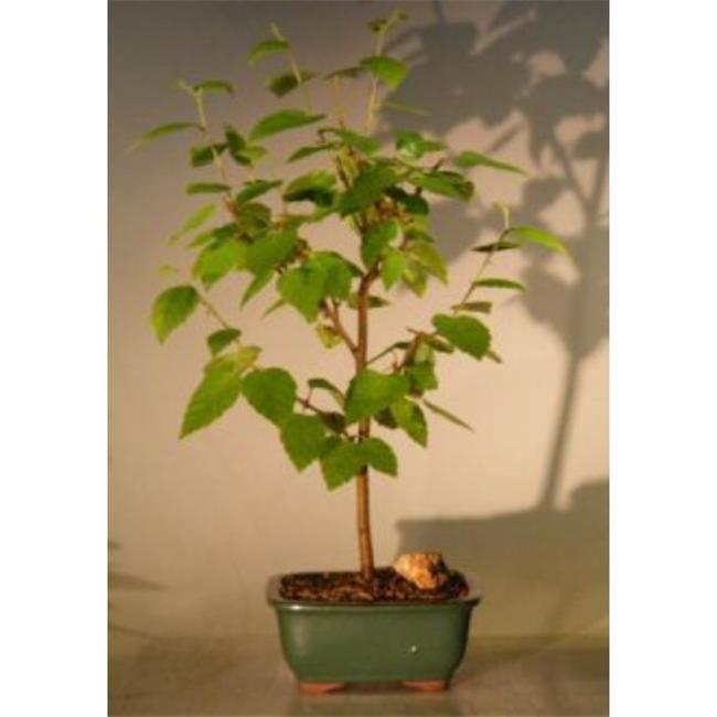 Bonsai Boy e2315 River Birch Tree - Betula Nigra