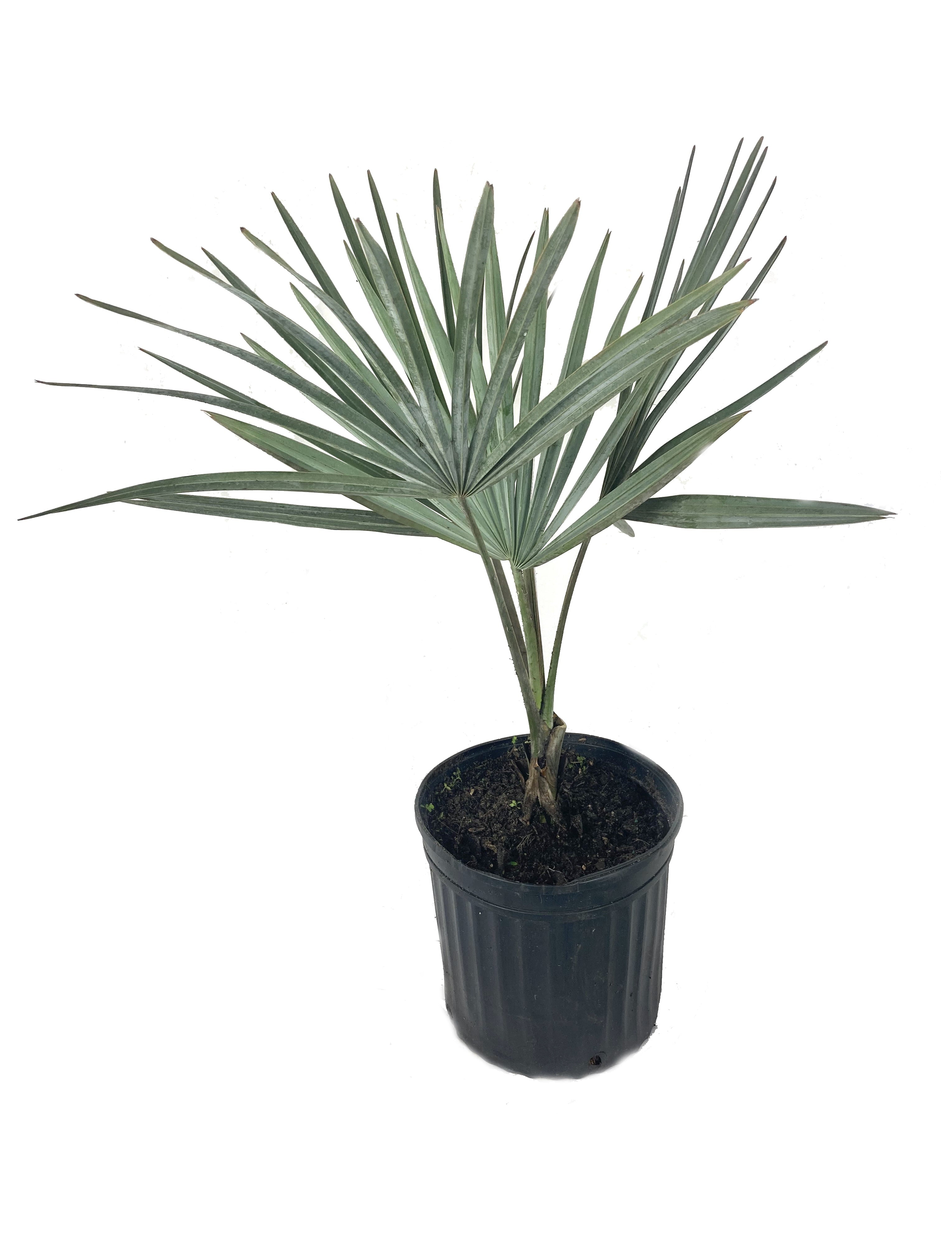 Wekiva Foliage - Silver Bismarck Palm - Live Plant in a 5 Gallon Pot - Bismarckia Nobilis - Full Sun - Rare Palms of Florida