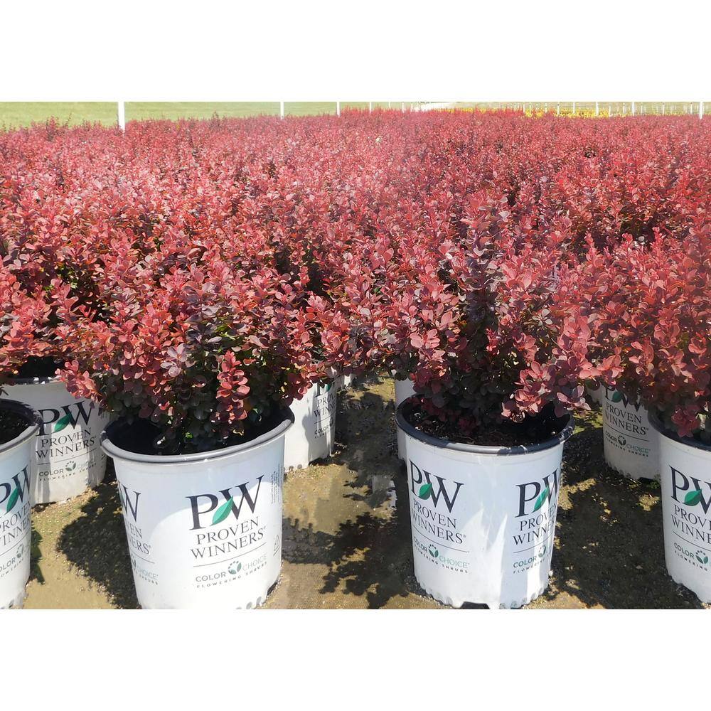 PROVEN WINNERS 2 Gal. Sunjoy Mini Maroon Barberry Plant with Deep Purple-Red Foliage 14735