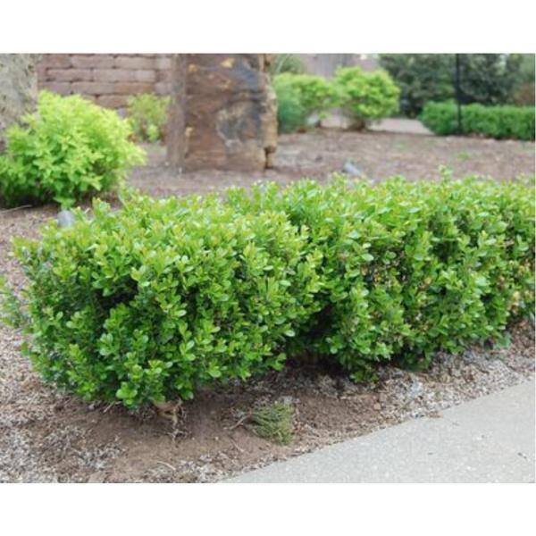 SEASON TO SEASON 2 Gal Baby Gem Boxwood Shrub 18669