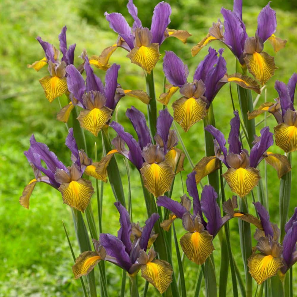 VAN ZYVERDEN Dutch Iris Picasso (Set  of 25 Bulbs) 84529