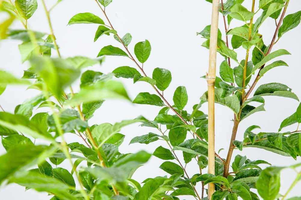 4-5ft Methley Plum Tree - Heavy Producer of Sweet Fruit - Fragrant White Flowers