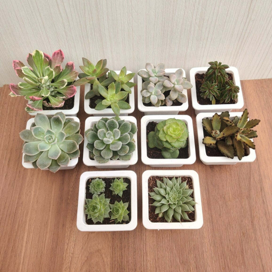 Beautiful Live Assorted Succulents Plants Quantity-10 (Any 10 Succulen