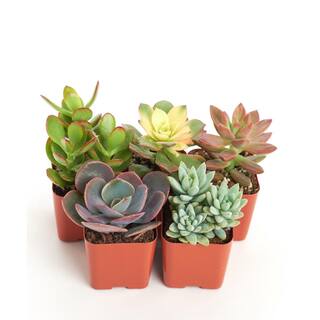 Shop Succulents Unique Mix Live Succulents in Soil Hand Selected Variety (5-Pack) 5-SUCC-UNQ-2IN