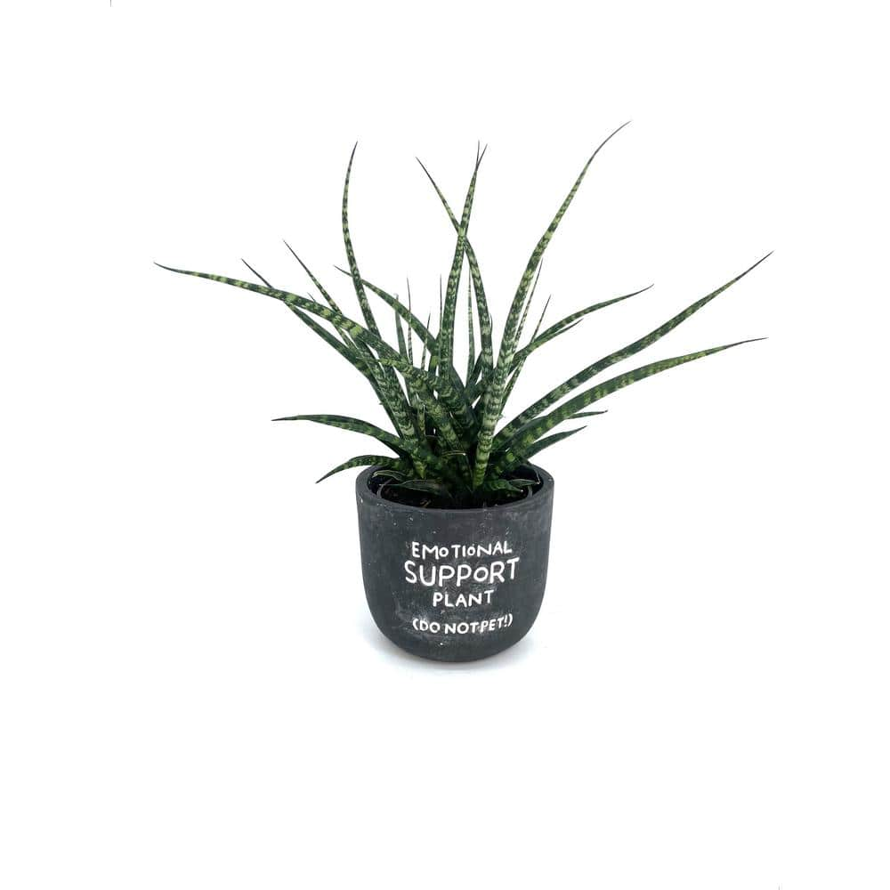 EVERBLOOM GROWERS INC. 5 in. Fernwood Mikado Sansevieria Plant in Chalkboard Pot EBG5Money