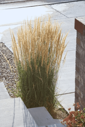 3 Karl Foerster Feather Grass in 4 Inch Containers