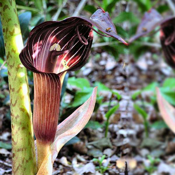 Arisaema speciosum, Cobra Lily (Wine Color) - Bulbs (set of 5)