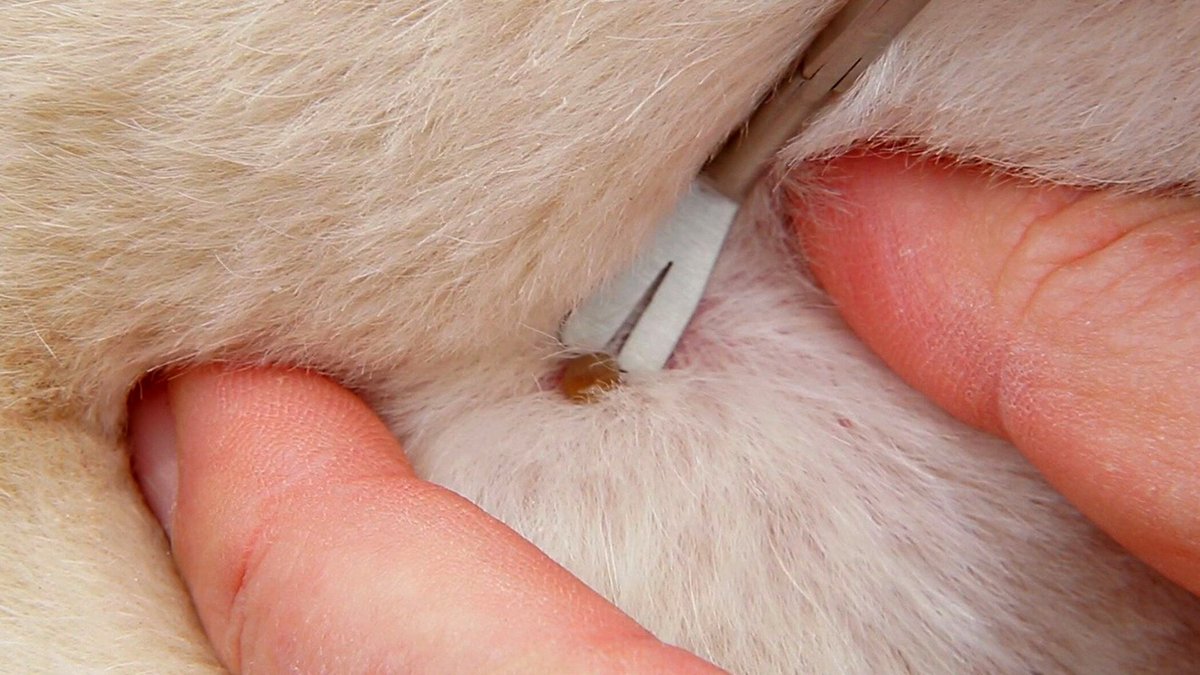 TickEase Tick Remover for Dogs and Cats