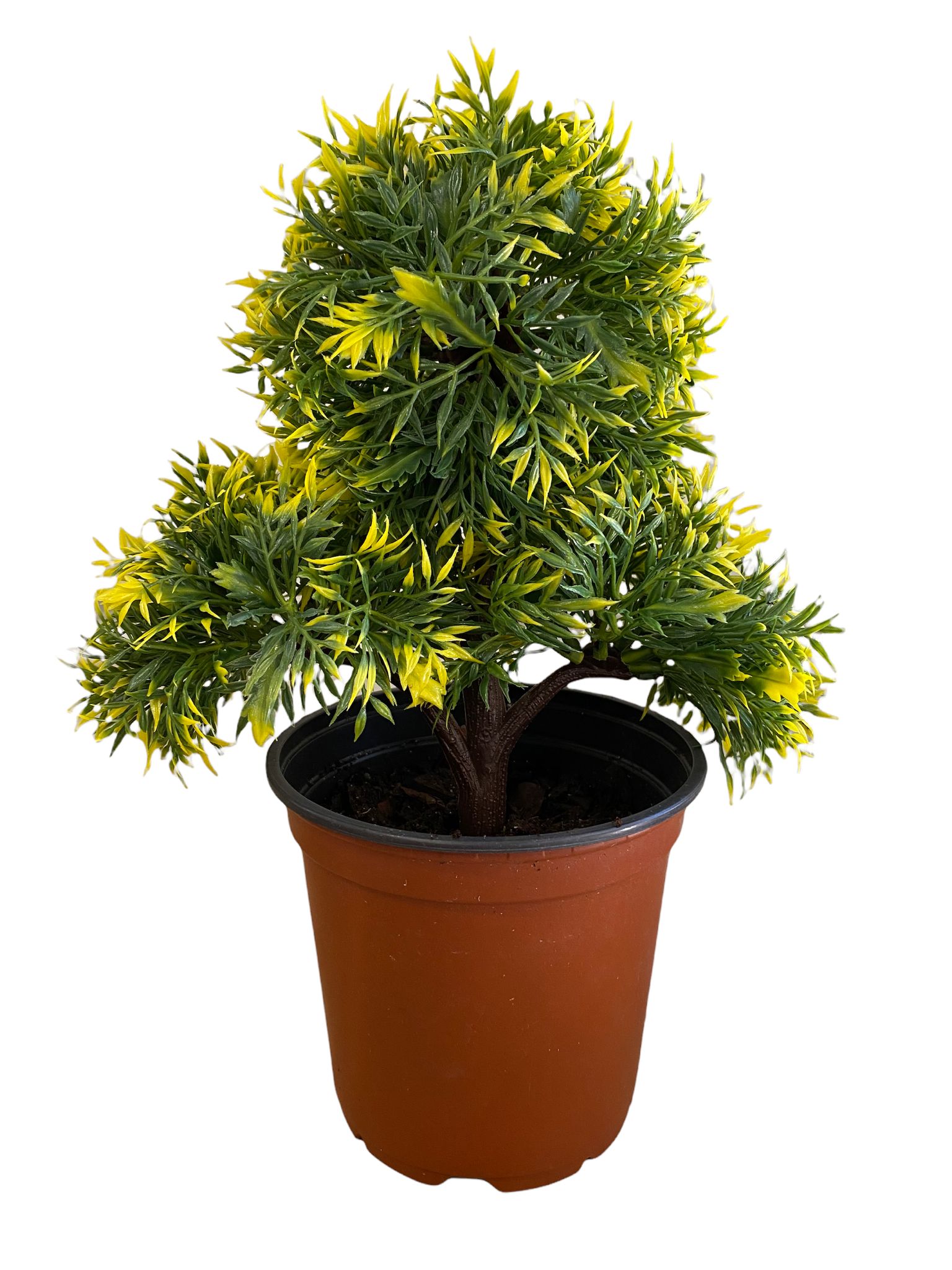 Gorgeous Bonsai with Very Attractive Pot