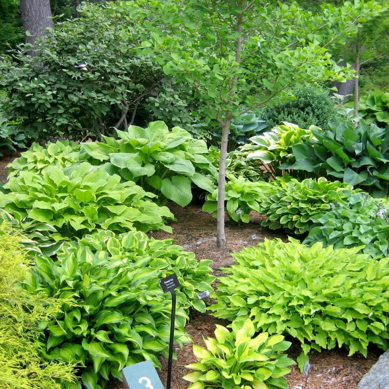 Mixed Heart-Shaped Hosta Bare Roots - Touch Of Eco - 3 Bare Roots， Up to 36