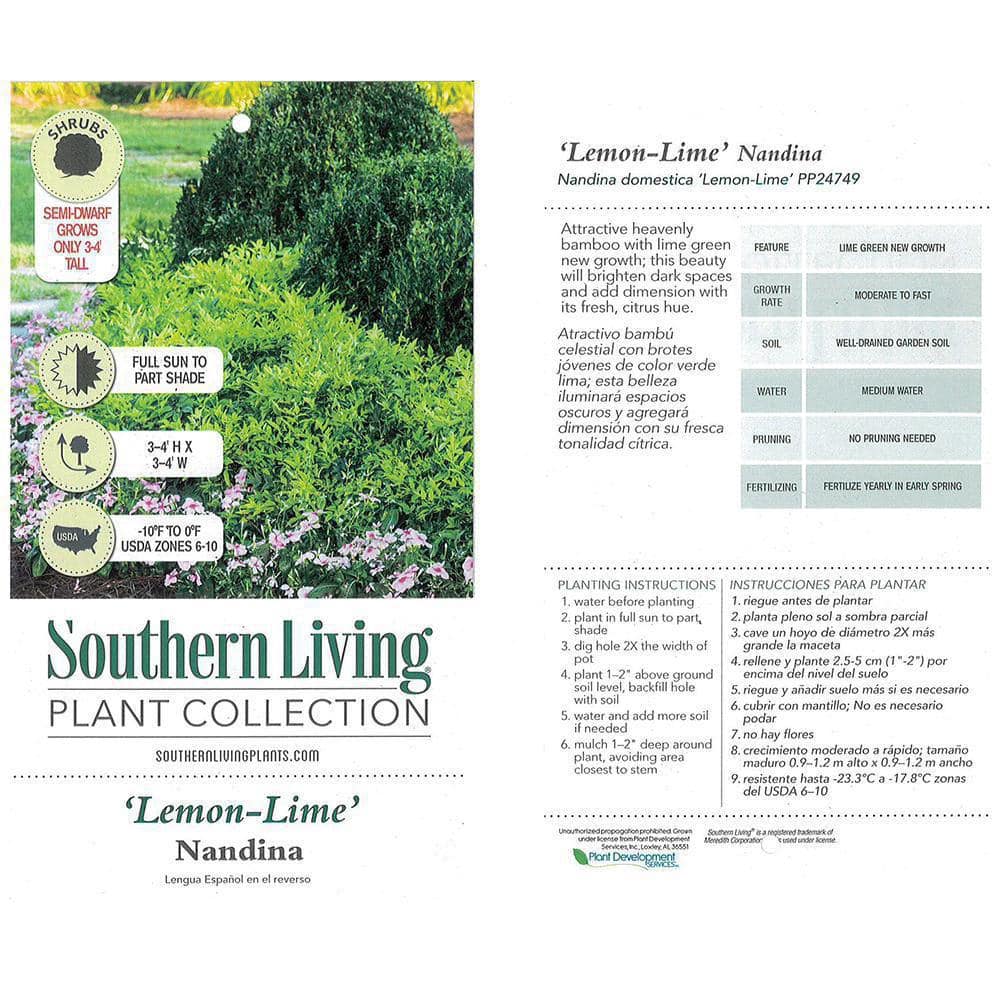 SOUTHERN LIVING 2 Gal. Lemon Lime Nandina Shrub with Lime Green Foliage 14409