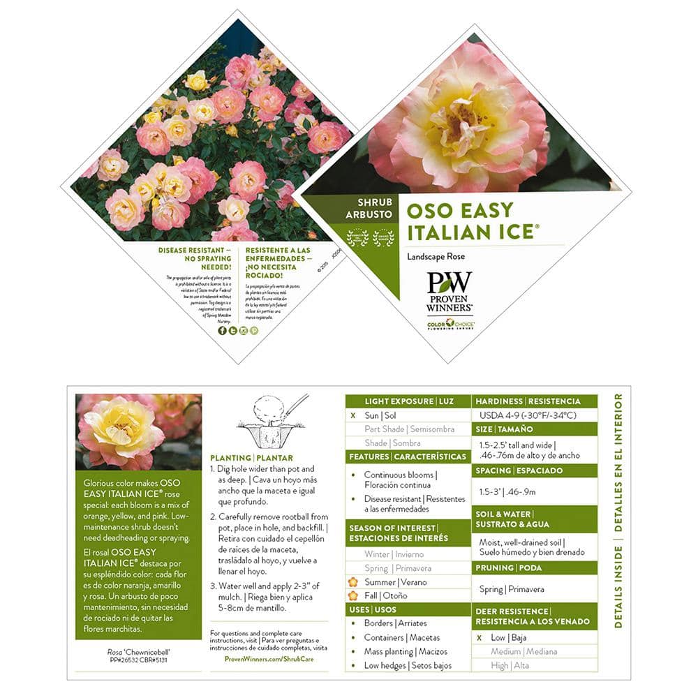 PROVEN WINNERS 2 Gal. Oso Easy Italian Ice Rose Plant with Soft Yellow and Pink Flowers 16884