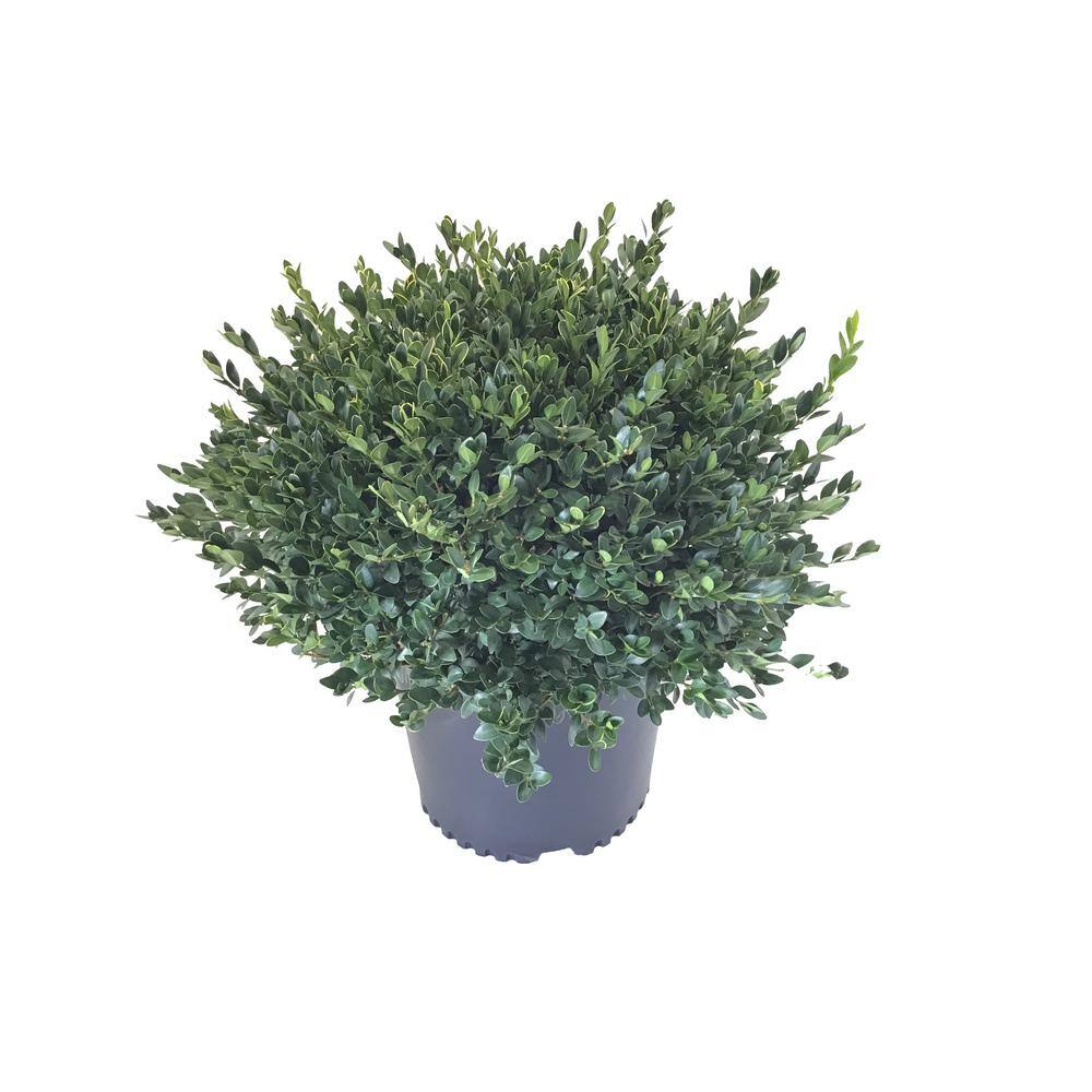 3 Gal. Boxwood (Buxus) Green Velvet Shrub 02772