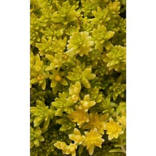 Zeus  Ruta Gold Moss Sedum Plants Pet-Safe Spreading in Pots (3-Pack) W1010-GM3