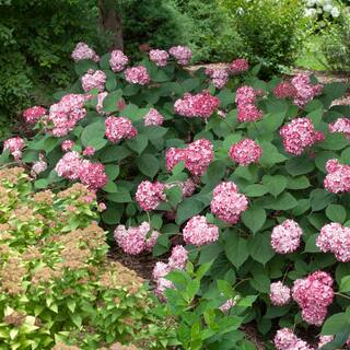 PROVEN WINNERS 2 Gal. Invincibelle Ruby Hydrangea Shrub with Ruby Red and Pink Silvery Blooms 17108