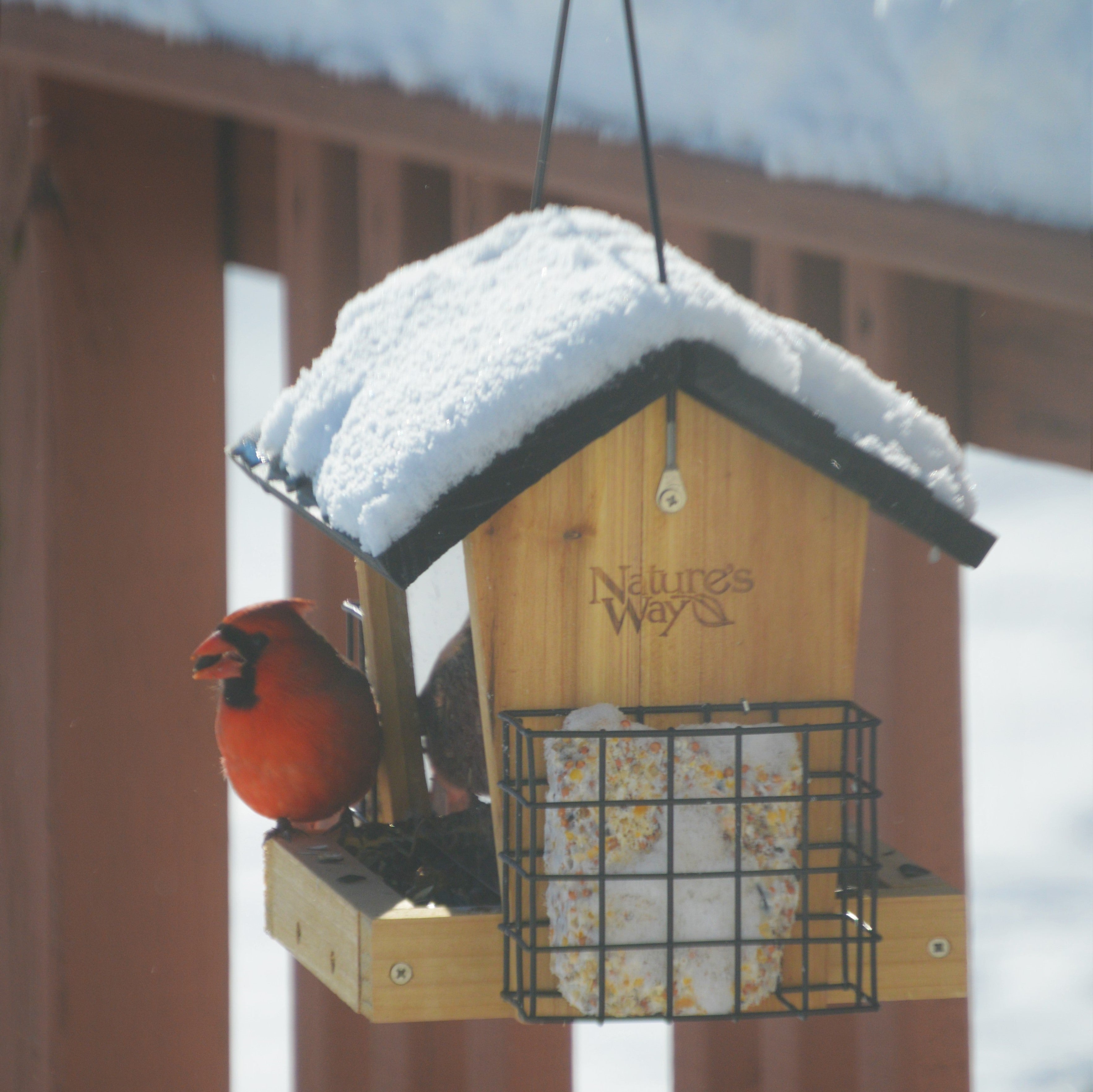 Nature's Way 3 Quart Capacity Natural Cedar Hopper Feeder with 2 Suet Cages