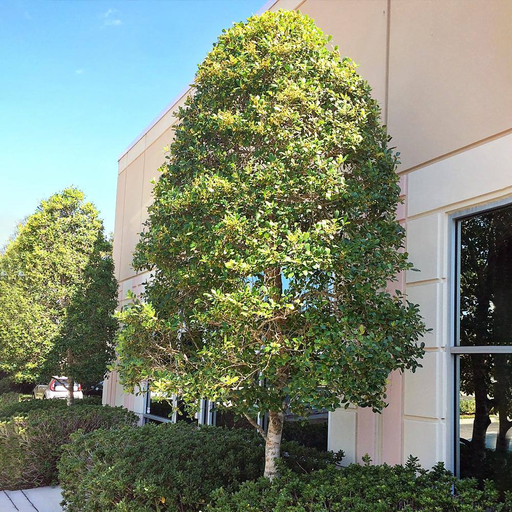 1 Gal. Dahoon Holly Evergreen Tree HOLDAH01G