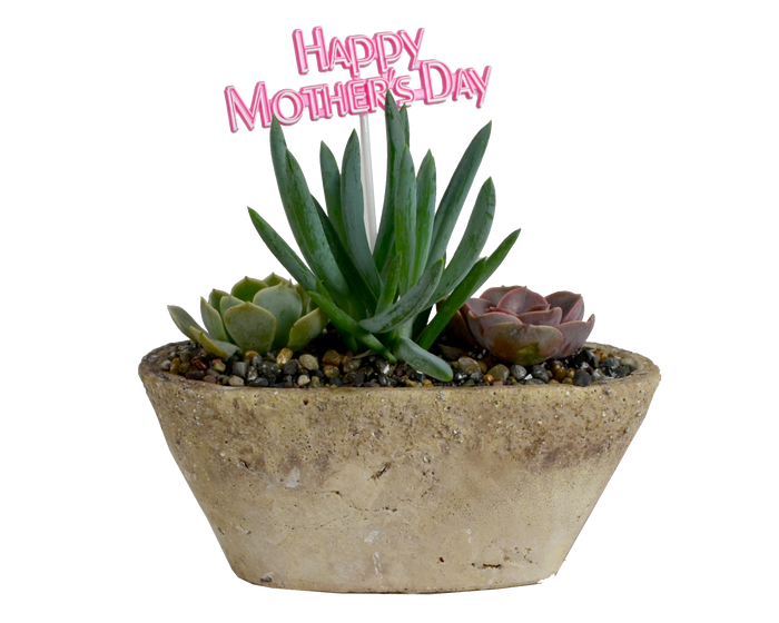 H  P Sales Happy Mothers Day Succulent Garden in Oval Stoneware  - 11468