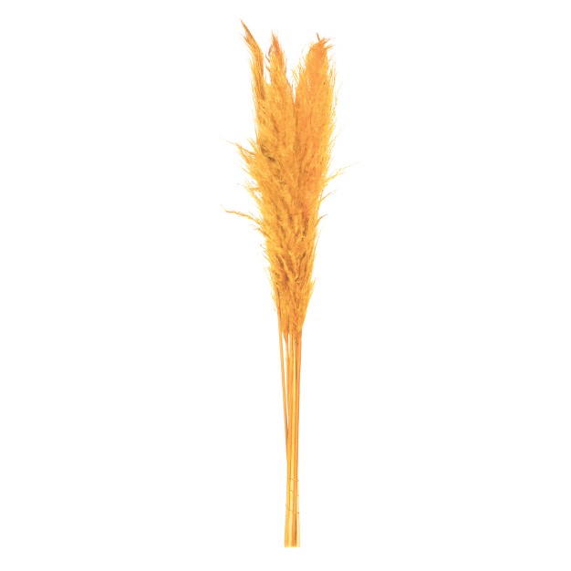 Dried Aspen Gold Pampas Grass， 6 Pieces Per Pack. It Includes Two Stems With Medium Plumes That Range From 3