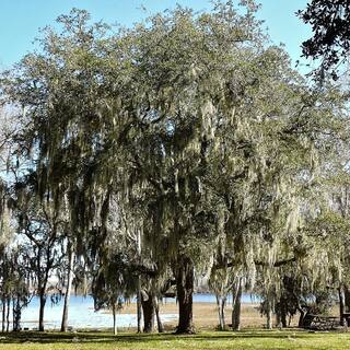 Southern Live Oak Semi-Evergreen Shade Tree OAKLIV05G