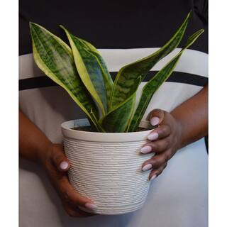 Vigoro Grower's Choice Sansevieria Indoor Snake Plant in 6 in. White Ribbed Décor Pot Avg Shipping Height 1-2 ft. (2-Pack) CO.SL07.3.VI.WH