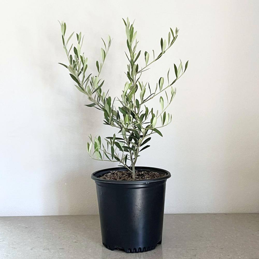 Alder  Oak #2 Container 'Arbosana' Olive Tree OLAR02