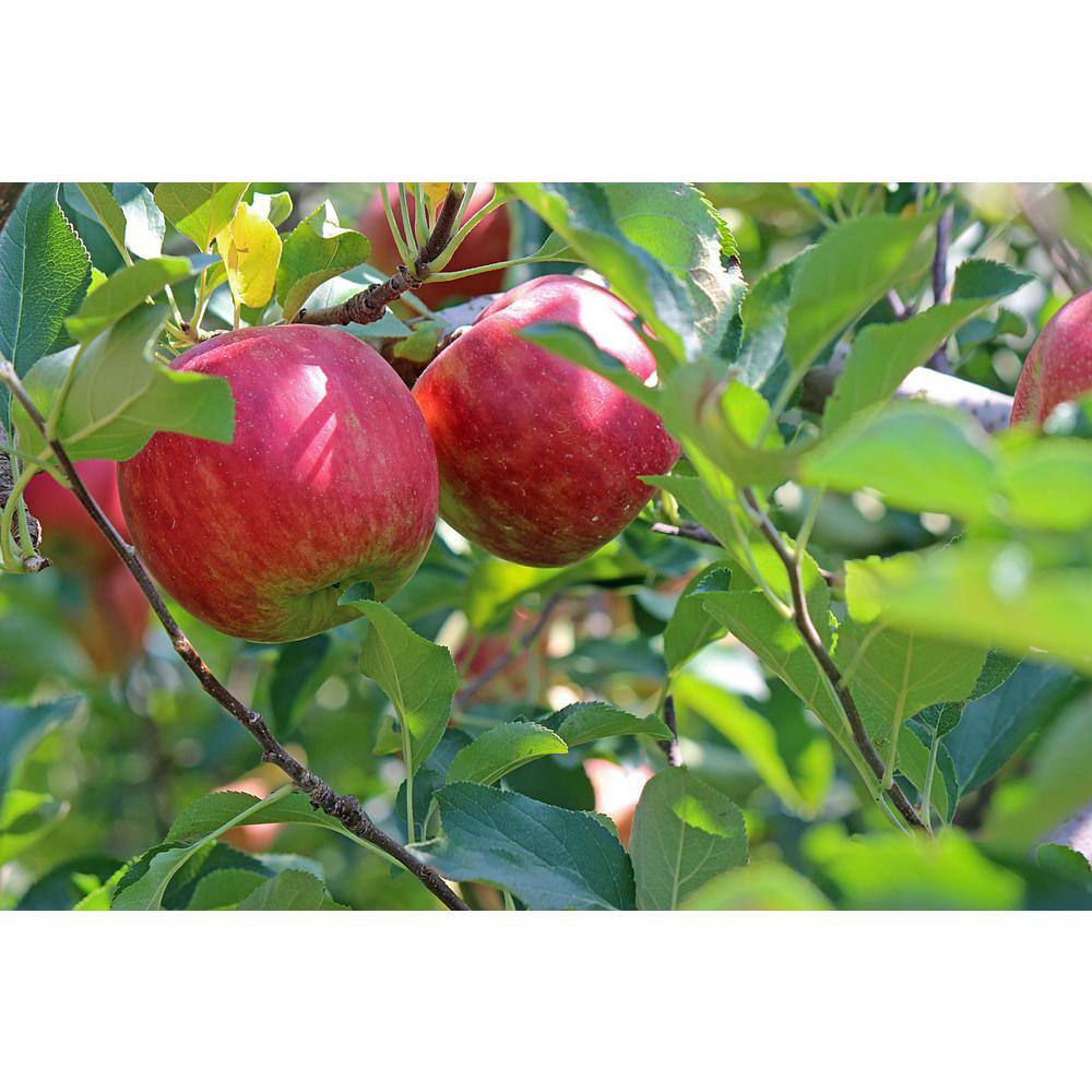 Online Orchards Cold Hardy Autumn-Ripening Incredibly Sweet Apples Prairie Spy Apple Tree (Bare-Root 3 ft. to 4 ft. Tall 2-Years Old) FTAP012