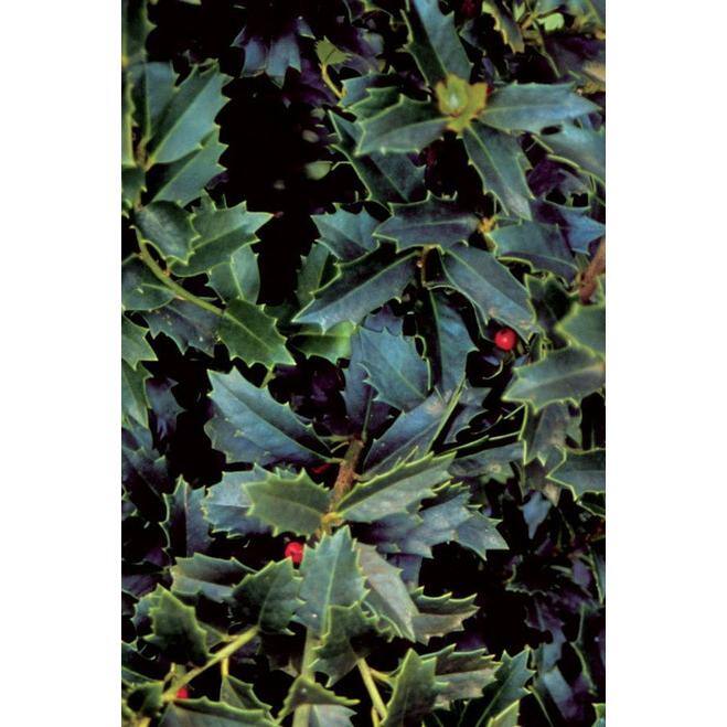 7 Gal. Oakland Holly Evergreen Tree HOLLAN07G