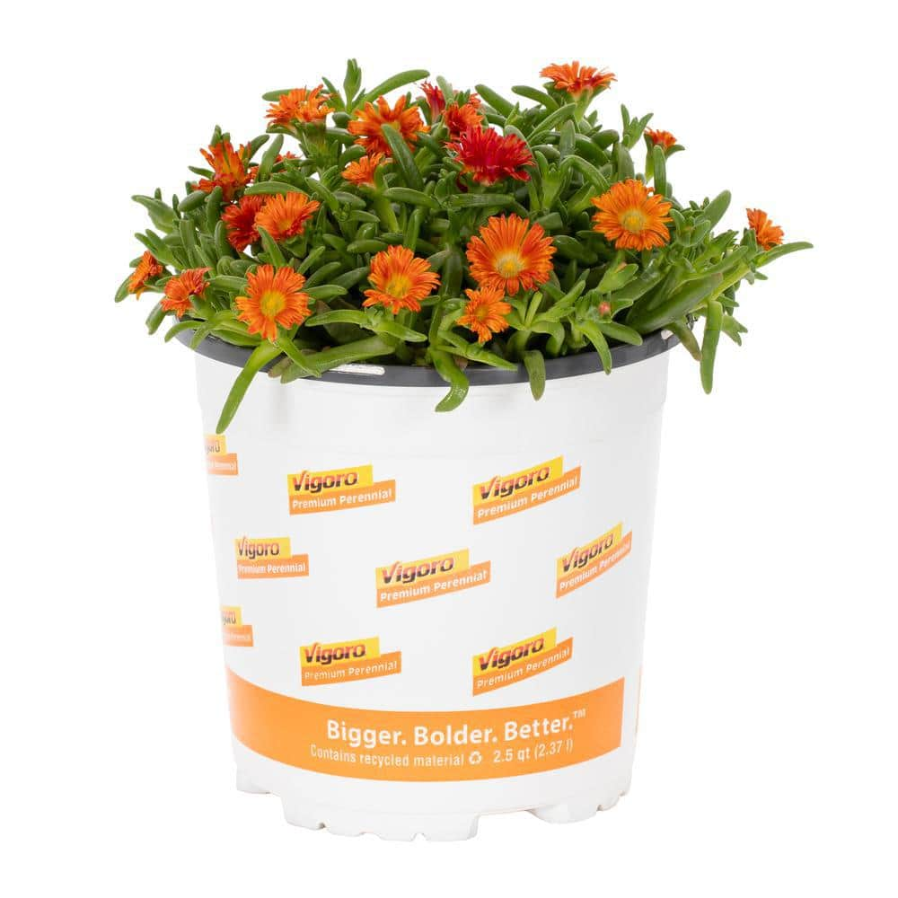 METROLINA GREENHOUSES 2.5 Qt. Wheels of Wonder Fire Red and Yellow Trailing Ice Plant 70644